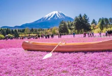 Fuji Shibazakura Festival