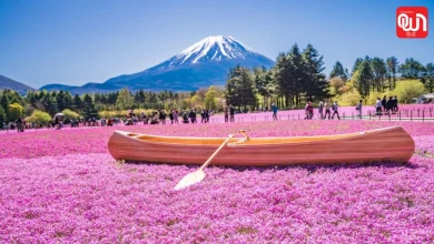 Fuji Shibazakura Festival