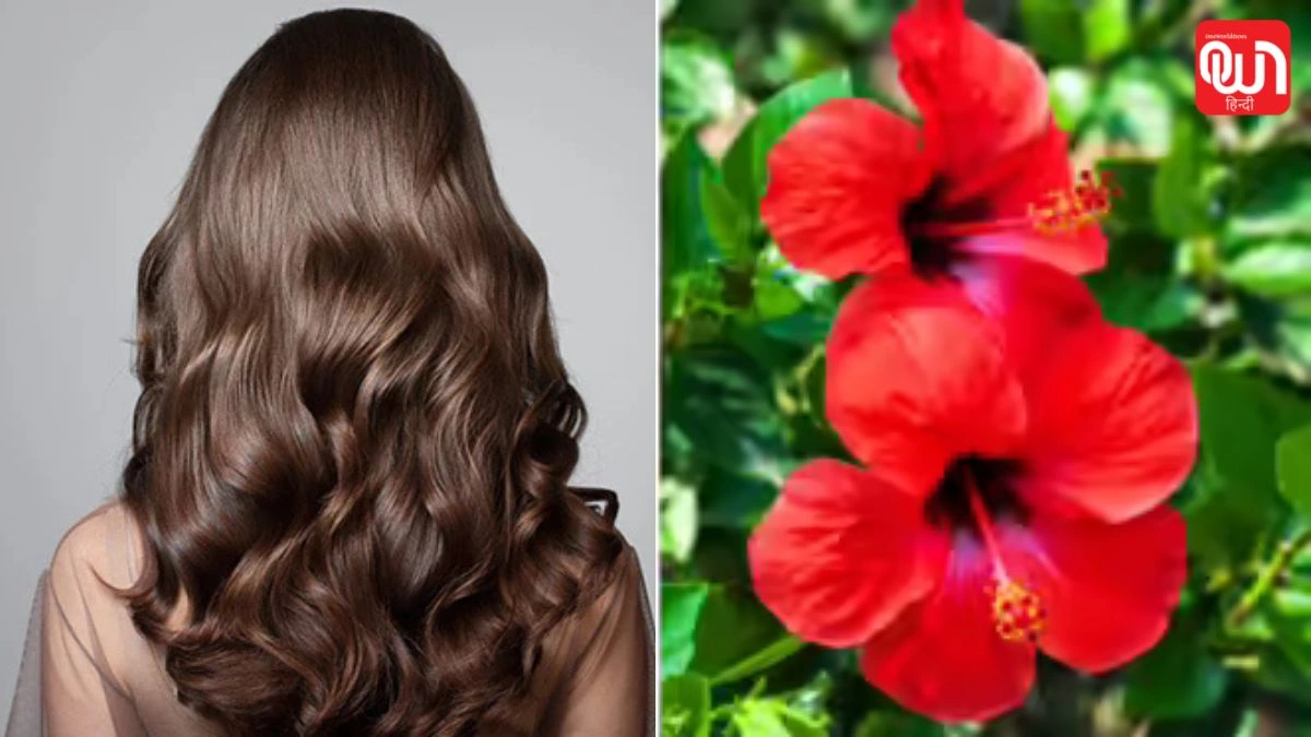 Increase hibiscus plant grow