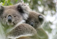 International Wild Koala Day 2026
