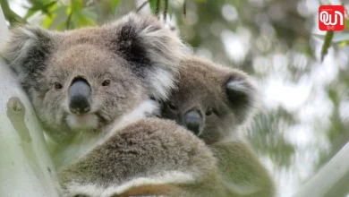 International Wild Koala Day 2026