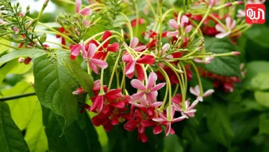 Madhumalti Care Tips