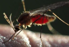 Malaria Prevention