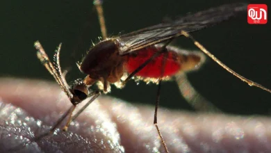 Malaria Prevention