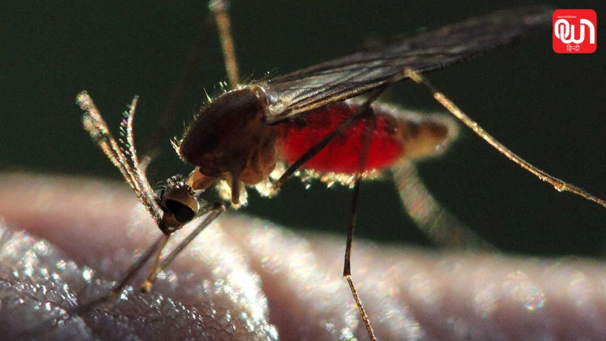 Malaria Prevention: गर्मी में बुखार को न करें नजरअंदाज! हो सकता है मलेरिया, ऐसे करें बचाव 1 Malaria Prevention