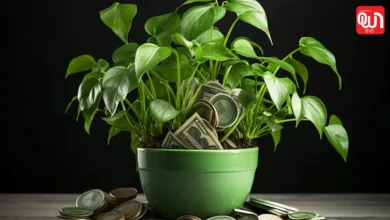 Money Plant Astrology Tips