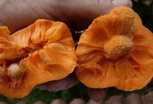 Monkey jack fruit or badhal