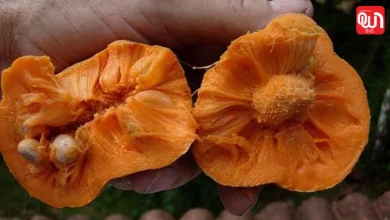 Monkey jack fruit or badhal: विदेशी फलों को छोड़िए, बड़हल है सेहत का देसी खजाना 8 Monkey jack fruit or badhal