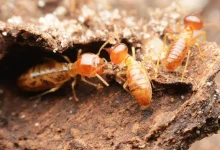 Termite Removal Hacks