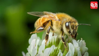 World Bee Day 2026