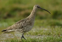 World Curlew Day