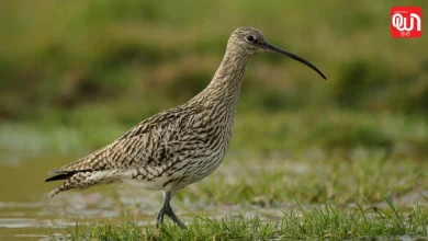 World Curlew Day