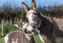 World Donkey Day 2026