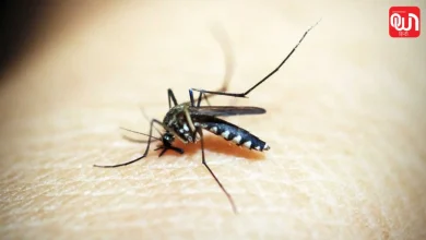 World Malaria Day 2026