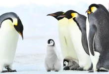 World Penguin Day 2026