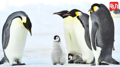 World Penguin Day 2026