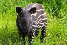 World Tapir Day 2026