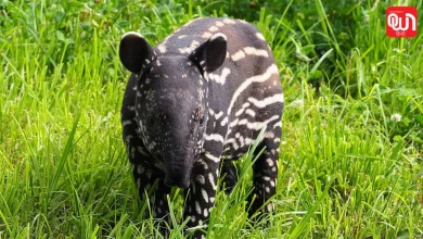 World Tapir Day 2026