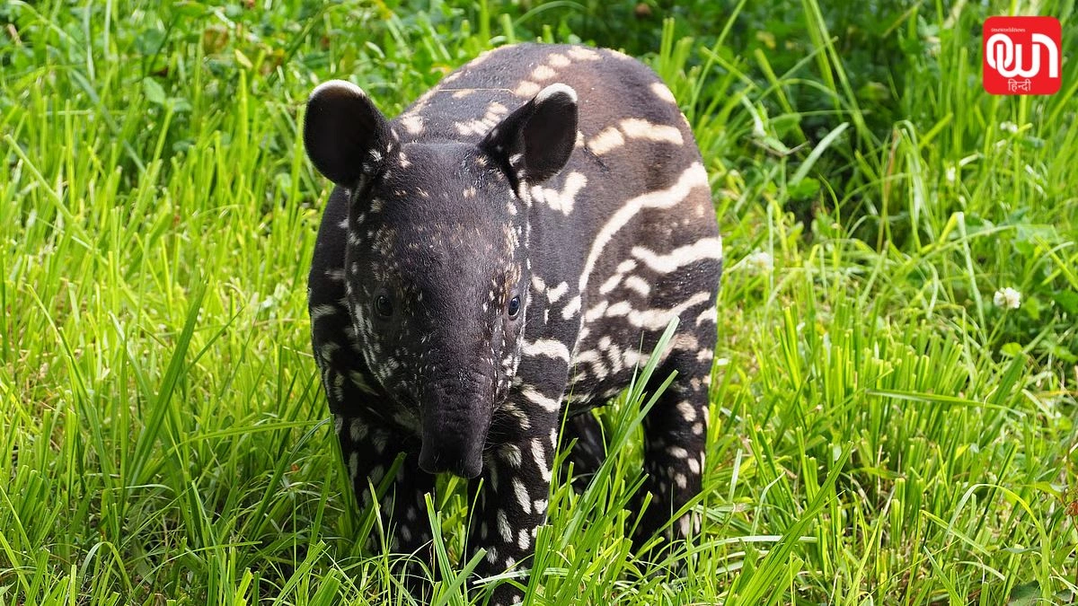 World Tapir Day 2026: टापिर संरक्षण की पुकार, World Tapir Day 2026 पर खास जानकारी 1 World Tapir Day 2026