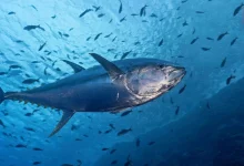 World Tuna Day 2026