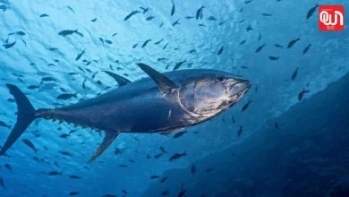 World Tuna Day 2026