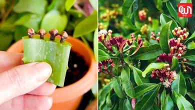 Aloe vera cutting hacks