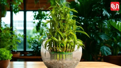 Bamboo Plant