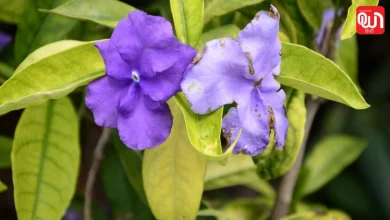 Brunfelsia pauciflora plant