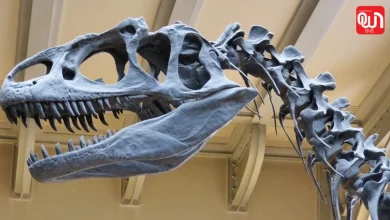 Dinosaur Day 2026