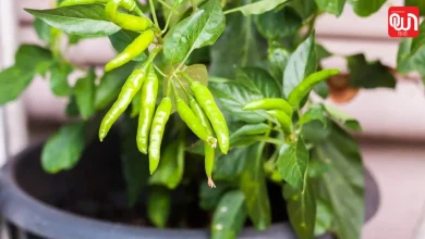 Mirch Plant Care Tips