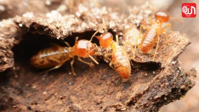 Termite Removal Hacks