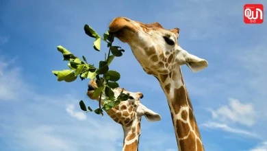 World Giraffe Day 2026