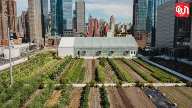 World Green Roof Day 2026
