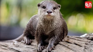 World Otter Day 2026