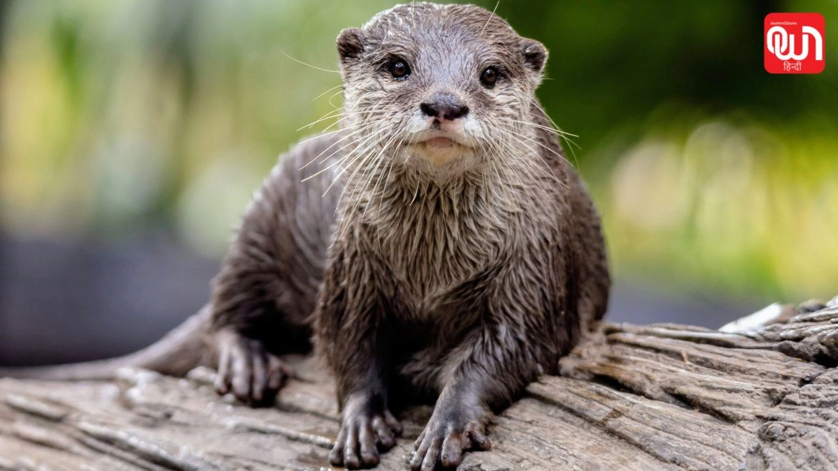 World Otter Day 2026: विश्व ऊदबिलाव दिवस 2026, जानें थीम, इतिहास और महत्व 1 World Otter Day 2026
