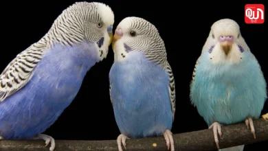 World Parrot Day 2026