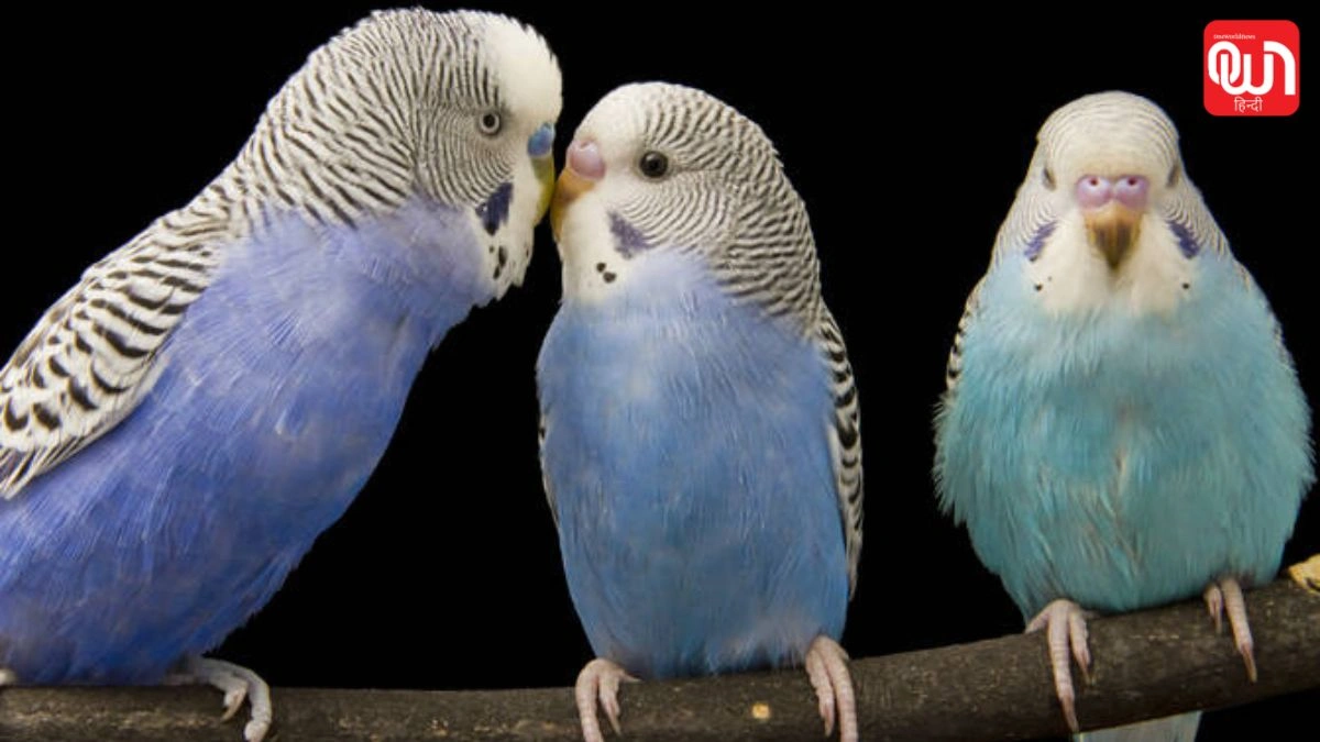 World Parrot Day 2026: तोतों के संरक्षण के लिए क्या है इस साल का संदेश? 1 World Parrot Day 2026