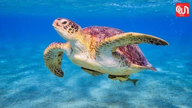 World Sea Turtle Day 2026