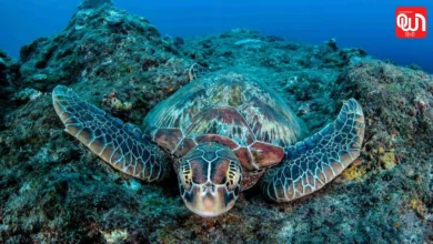 World Turtle Day 2026
