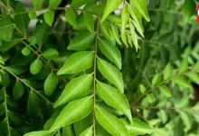 Curry Leaves every morning
