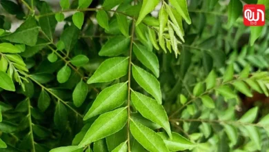 Curry Leaves every morning