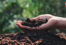 Homemade Fertilizer For Plants