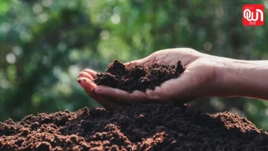 Homemade Fertilizer For Plants: बार-बार पानी देने की नहीं पड़ेगी जरूरत, मिट्टी को नम रखेगी ये होममेड फर्टिलाइजर 6 Homemade Fertilizer For Plants