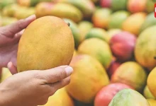 Injected Mango