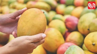 Injected Mango