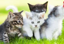 International Cat Day 2026