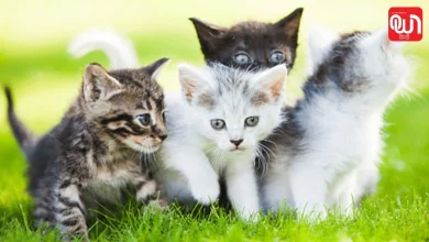 International Cat Day 2026