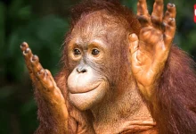 International Orangutan Day 2026