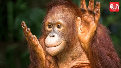 International Orangutan Day 2026