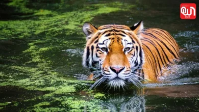 International Tiger Day 2026
